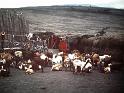 Afrc 00 252 Ramat a un poblat masai, cami del Serengueti